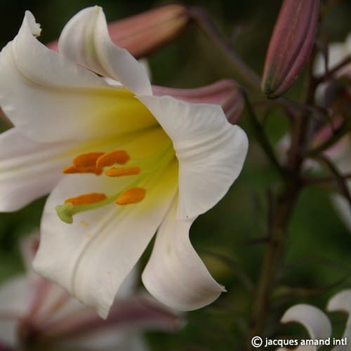 Buy Lilium regale (Regal Lily) Bulbs online UK