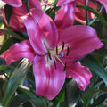 Buy Lilium 'Robina' Bulbs online UK