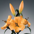Buy Lilium 'Saltarello' Bulbs online UK