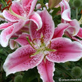 Buy Lilium 'Stargazer' Bulbs online UK