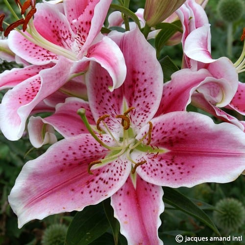 Buy Lilium 'Stargazer' Bulbs online UK