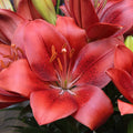 Buy Lilium 'Summer Scarlet' Bulbs online UK