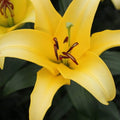 Buy Lilium 'Yelloween' Bulbs online UK