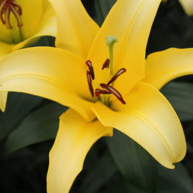 Buy Lilium 'Yelloween' Bulbs online UK