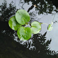 Buy Limnobium laevigatum (Smooth Frogbit) online UK
