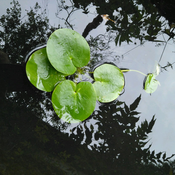 Buy Limnobium laevigatum (Smooth Frogbit) online UK