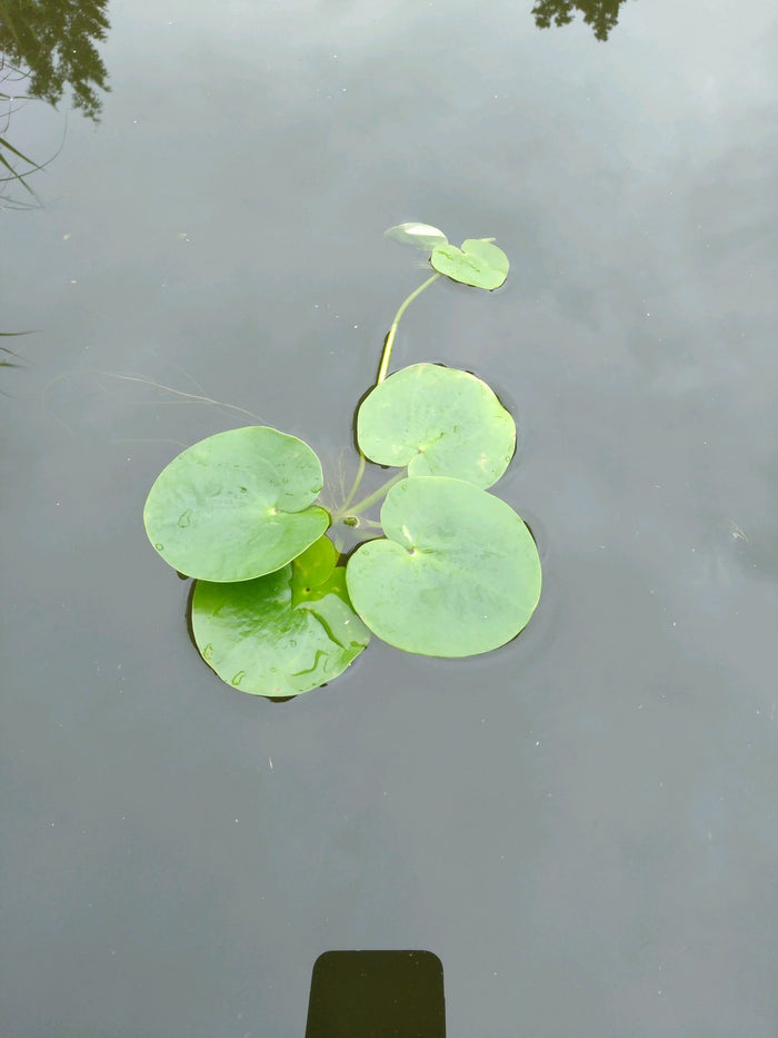 Buy Limnobium laevigatum (Smooth Frogbit) online UK