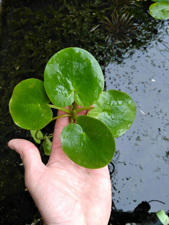 Buy Limnobium laevigatum (Smooth Frogbit) online UK