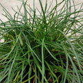 Buy Littorella uniflora (Shoreweed) online UK