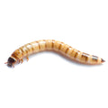 Buy Live Giant Mealworms online UK