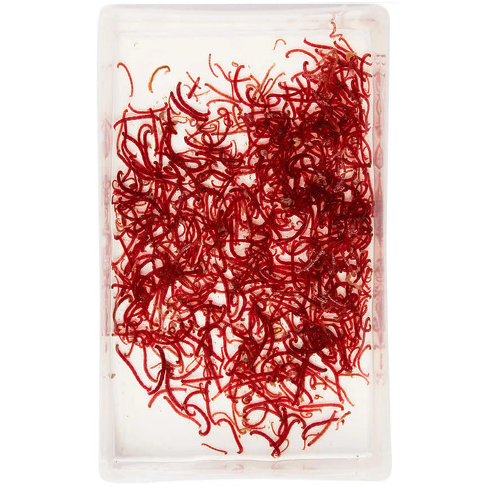 Buy Aquatic Live Food online UK