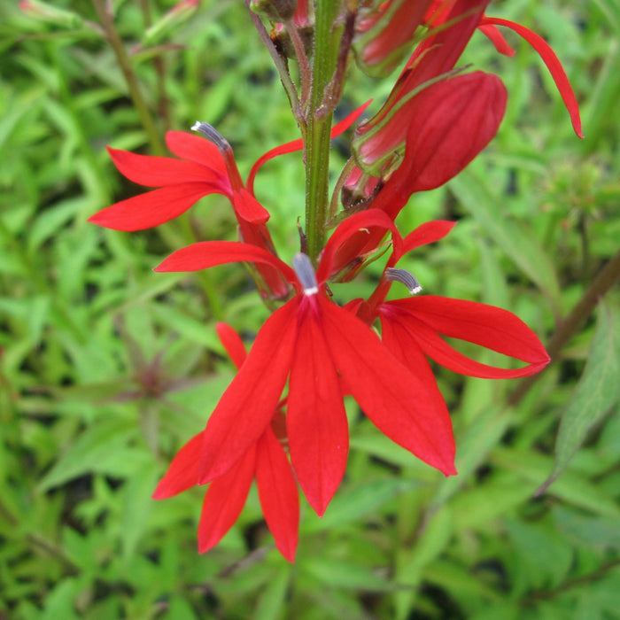 Buy Lobelia cardinalis (Scarlet Lobelia) online UK
