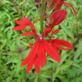 Buy Lobelia cardinalis (Scarlet Lobelia) online UK
