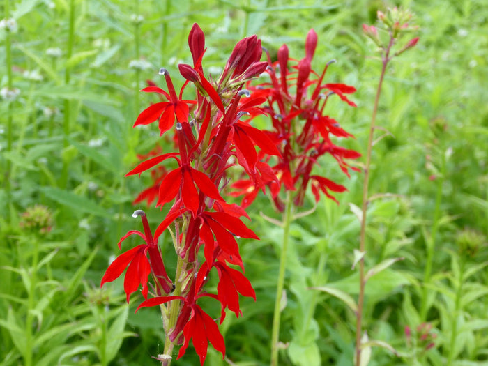Buy Lobelia cardinalis (Scarlet Lobelia) online UK