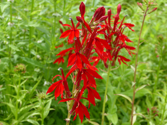 Buy Lobelia cardinalis (Scarlet Lobelia) online UK