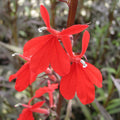 Buy Lobelia fulgens 'Queen Victoria' (Red Leaved Lobelia) online UK