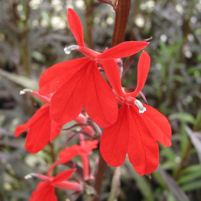 Buy Lobelia fulgens 'Queen Victoria' (Red Leaved Lobelia) online UK