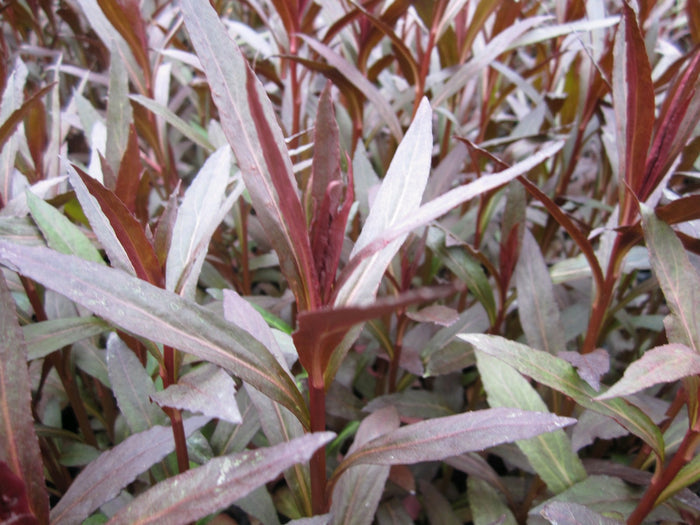 Buy Lobelia fulgens 'Queen Victoria' (Red Leaved Lobelia) online UK