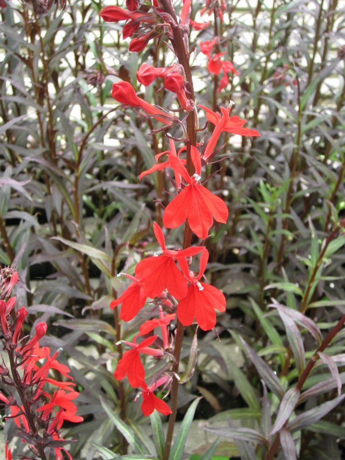 Buy Lobelia fulgens 'Queen Victoria' (Red Leaved Lobelia) online UK