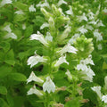 Buy Lobelia siphilitica alba (White Lobelia) online UK