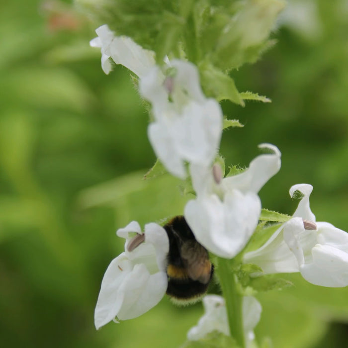 Buy Lobelia siphilitica alba (White Lobelia) online UK