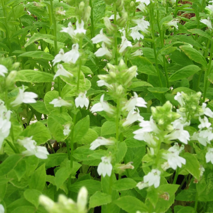 Buy Lobelia siphilitica alba (White Lobelia) online UK