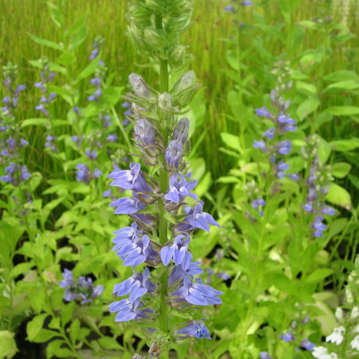 Buy Lobelia siphilitica (Great Blue Lobelia) online UK