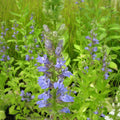 Buy Lobelia siphilitica (Great Blue Lobelia) online UK