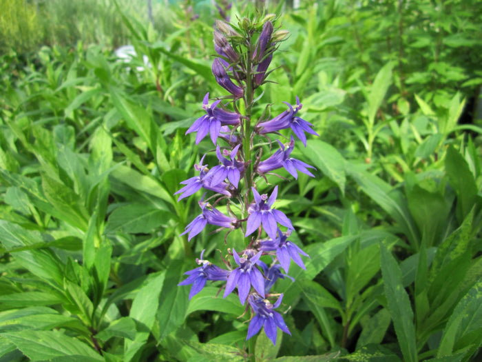 Buy Lobelia siphilitica (Great Blue Lobelia) online UK