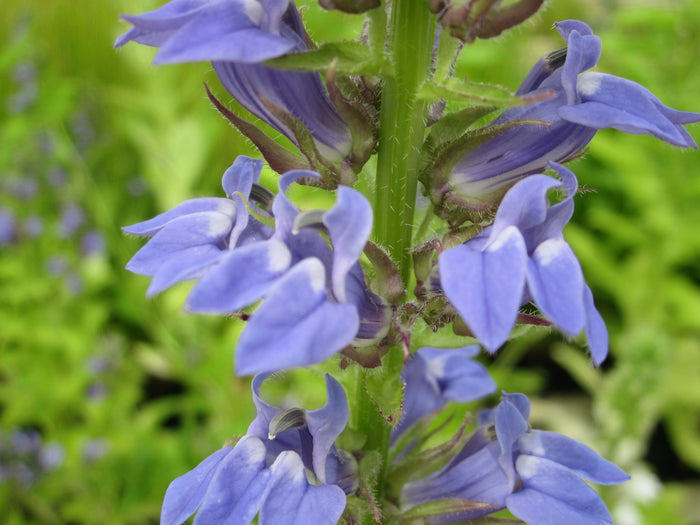Buy Lobelia siphilitica (Great Blue Lobelia) online UK