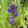 Buy Lobelia vedrariensis (Purple Lobelia) online UK