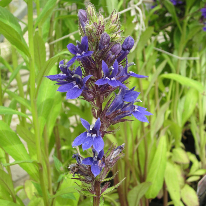 Buy Lobelia vedrariensis (Purple Lobelia) online UK