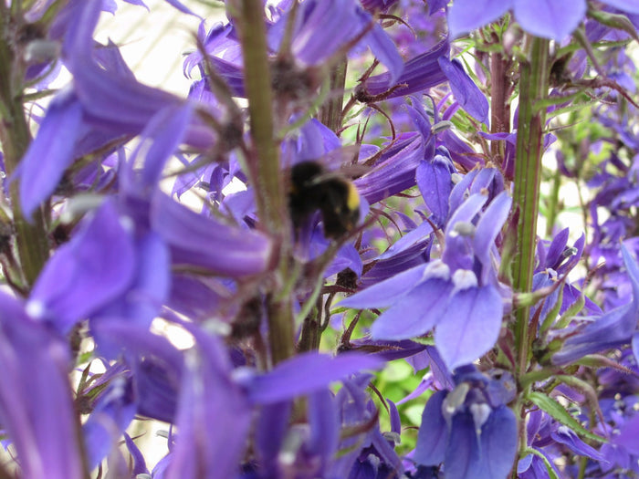 Buy Lobelia vedrariensis (Purple Lobelia) online UK
