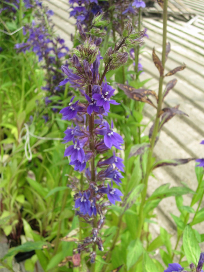 Buy Lobelia vedrariensis (Purple Lobelia) online UK