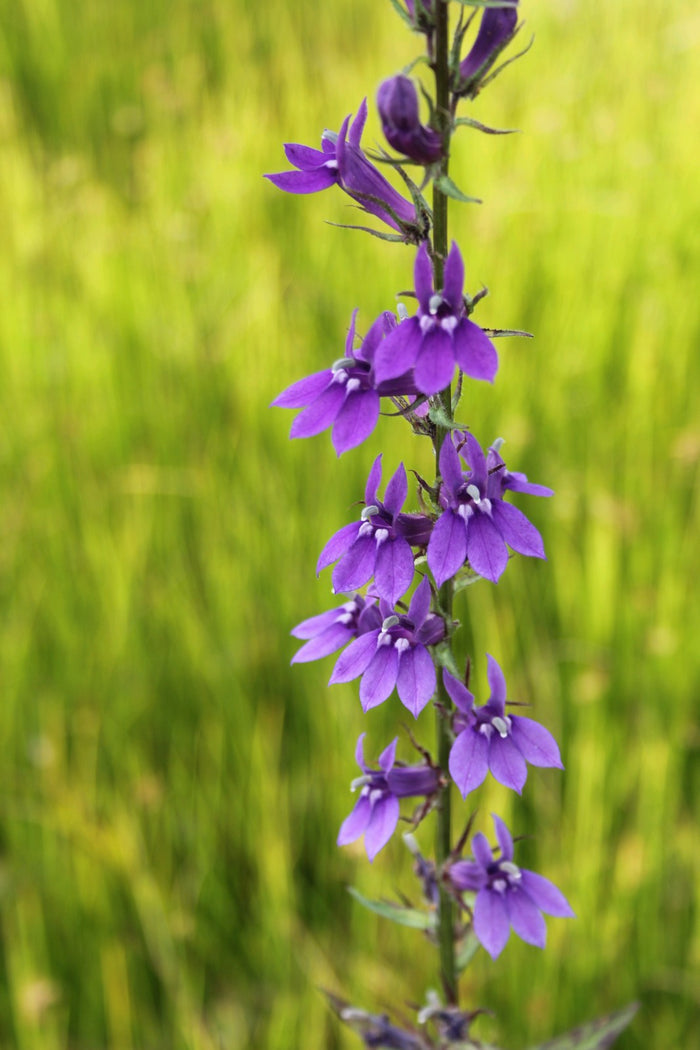 Buy Lobelia vedrariensis (Purple Lobelia) online UK
