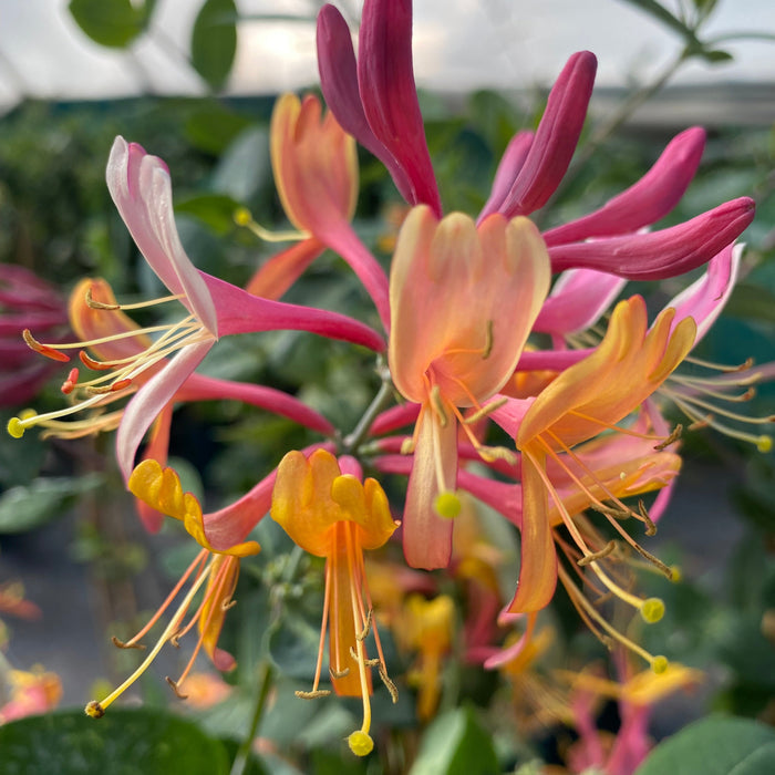 Buy Lonicera 'American Beauty' online UK