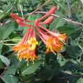 Buy Lonicera brownii 'Dropmore Scarlet' online UK