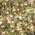 Buy Lonicera fragrantissima (Winter-flowering Honeysuckle) online UK