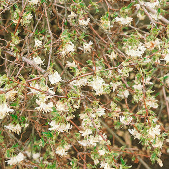 Buy Lonicera fragrantissima (Winter-flowering Honeysuckle) online UK