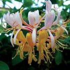 Buy Lonicera 'G.S.Thomas' online UK