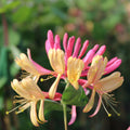 Buy Lonicera heckrotii 'Gold Flame' online UK
