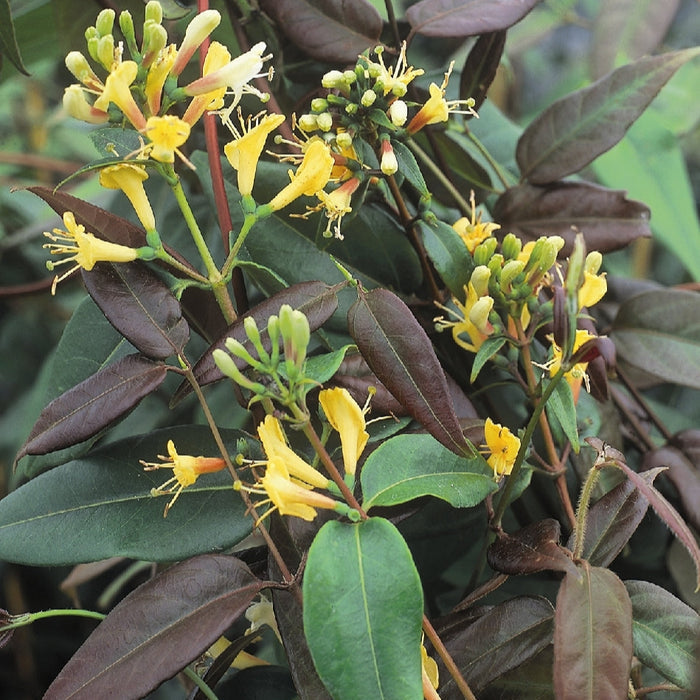 Buy Lonicera henryi 'Copper Beauty' online UK