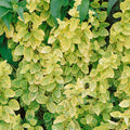 Buy Lonicera japonica 'Aureoreticulata' online UK