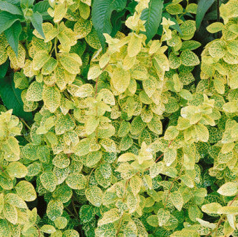 Buy Lonicera japonica 'Aureoreticulata' online UK