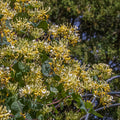 Buy Lonicera japonica 'Cream Cascade' online UK