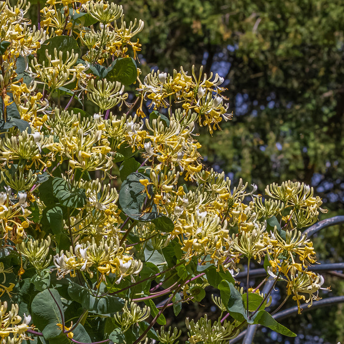 Buy Lonicera japonica 'Cream Cascade' online UK