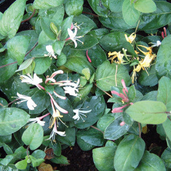 Buy Lonicera japonica 'Darts World' online UK