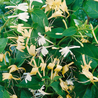 Buy Lonicera japonica 'Halliana' online UK