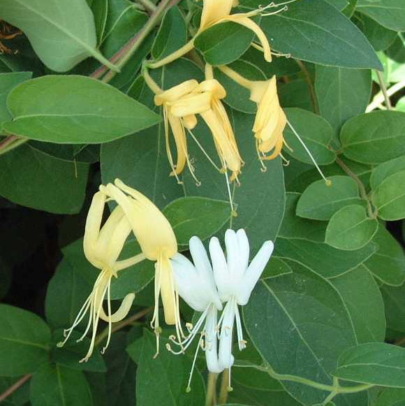 Buy Lonicera japonica 'Halls Prolific' online UK