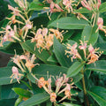 Buy Lonicera japonica 'Henryii' online UK